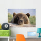 Brown Bear Resting Wall Mural