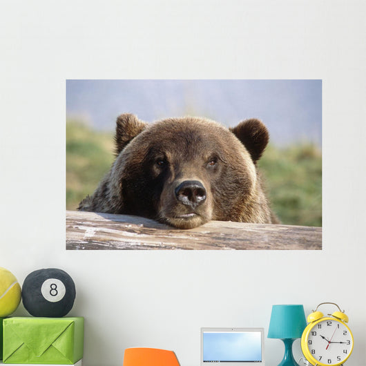 Brown Bear Resting Wall Mural