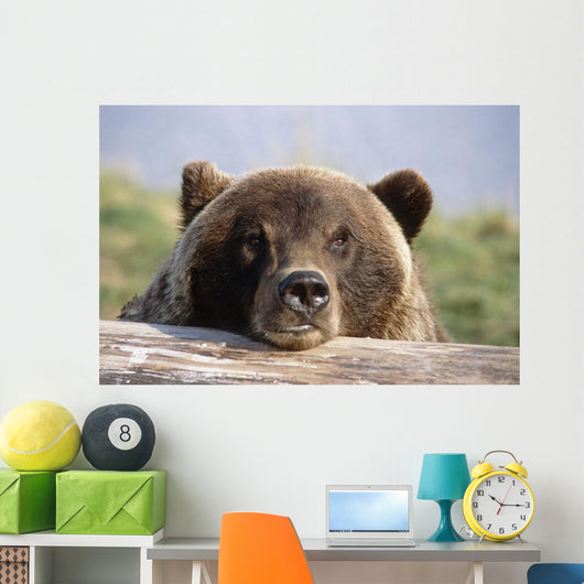 Brown Bear Resting Wall Mural