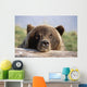 Brown Bear Resting Wall Mural