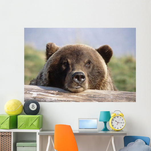 Brown Bear Resting Wall Mural