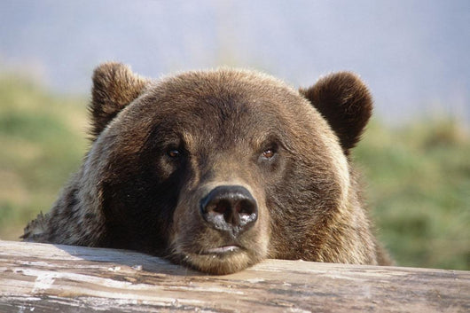 Brown Bear Resting Wall Mural