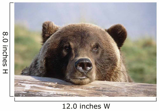 Brown Bear Resting Wall Mural