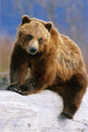 Brown Bear Sitting atop Wall Decal