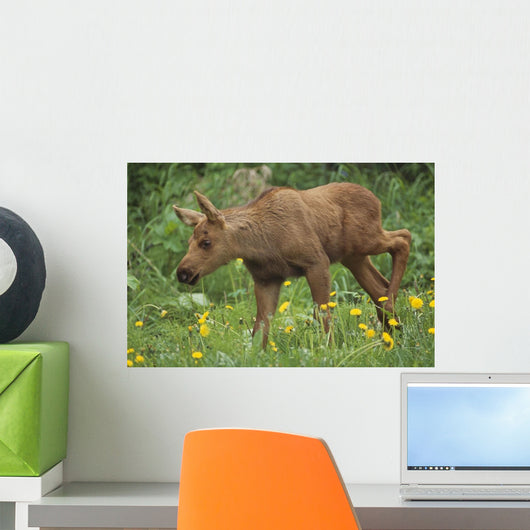 Cow Moose & Calf Together Wall Mural