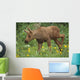 Cow Moose & Calf Together Wall Mural