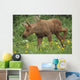 Cow Moose & Calf Together Wall Mural