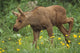 Cow Moose & Calf Together Wall Mural