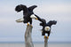 Two Bald Eagles Perched On Driftwood Near Homer Wall Mural