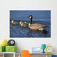 Adult Canada Goose Swimming With Four Newborn Gosling Chicks Wall Mural