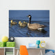 Adult Canada Goose Swimming With Four Newborn Gosling Chicks Wall Mural