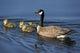 Adult Canada Goose Swimming With Four Newborn Gosling Chicks Wall Mural