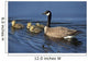 Adult Canada Goose Swimming With Four Newborn Gosling Chicks Wall Mural
