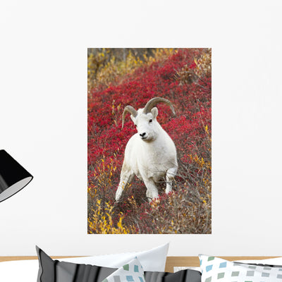 Dall Sheep Ram Stands Wall Mural shown on a wall