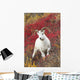 A Dall Sheep Ram Stands Wall Mural