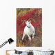A Dall Sheep Ram Stands Wall Mural