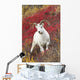 A Dall Sheep Ram Stands Wall Mural
