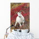 A Dall Sheep Ram Stands Wall Mural