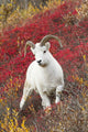 A Dall Sheep Ram Stands Wall Mural