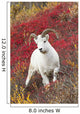 A Dall Sheep Ram Stands Wall Mural