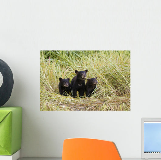 Three Black Bear Cubs Sit Wall Mural