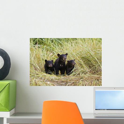 Three Black Bear Cubs Sit Wall Mural