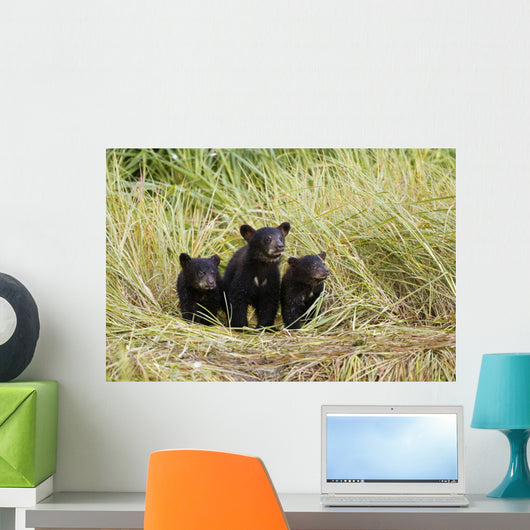 Three Black Bear Cubs Sit Wall Mural