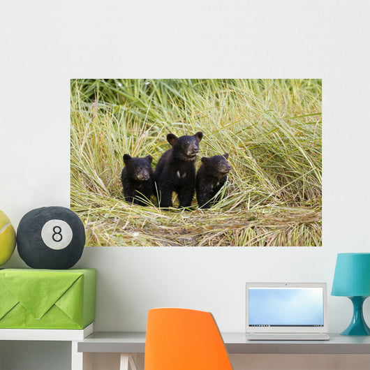 Three Black Bear Cubs Sit Wall Mural