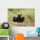 Three Black Bear Cubs Sit Wall Mural