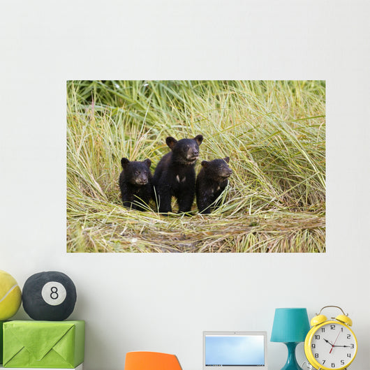 Three Black Bear Cubs Sit Wall Mural