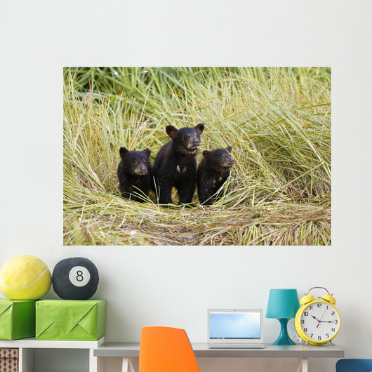 Three Black Bear Cubs Sit Wall Mural