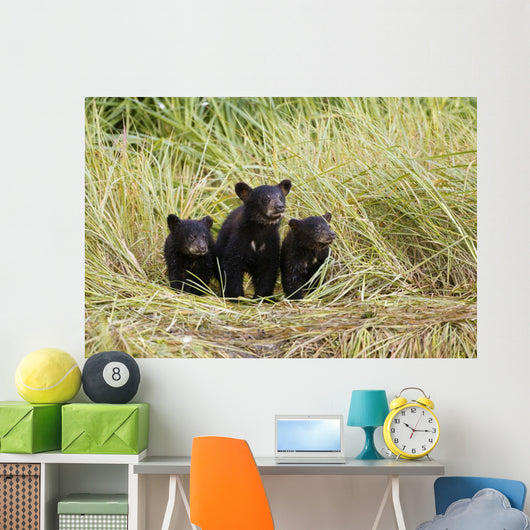 Three Black Bear Cubs Sit Wall Mural