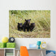 Three Black Bear Cubs Sit Wall Mural