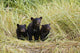 Three Black Bear Cubs Sit Wall Mural
