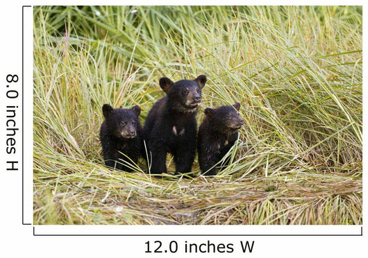 Three Black Bear Cubs Sit Wall Mural