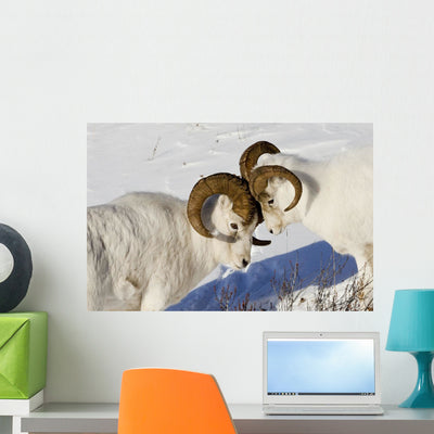 Two Ram Dall Sheep Wall Mural shown on a wall