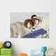 Two Ram Dall Sheep But Heads Wall Mural