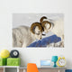 Two Ram Dall Sheep But Heads Wall Mural