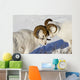 Two Ram Dall Sheep But Heads Wall Mural
