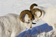 Two Ram Dall Sheep But Heads Wall Mural