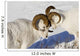 Two Ram Dall Sheep But Heads Wall Mural