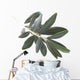 olive branch Wall Decal