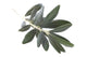 olive branch Wall Decal