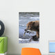 A Brown Bear Carries Away A Chum Salmon It Caught Wall Mural