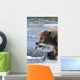 A Brown Bear Carries Away A Chum Salmon It Caught Wall Mural