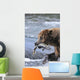 A Brown Bear Carries Away A Chum Salmon It Caught Wall Mural