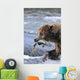 A Brown Bear Carries Away A Chum Salmon It Caught Wall Mural