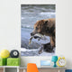 A Brown Bear Carries Away A Chum Salmon It Caught Wall Mural