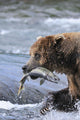 A Brown Bear Carries Away A Chum Salmon It Caught Wall Mural