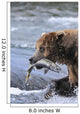 A Brown Bear Carries Away A Chum Salmon It Caught Wall Mural